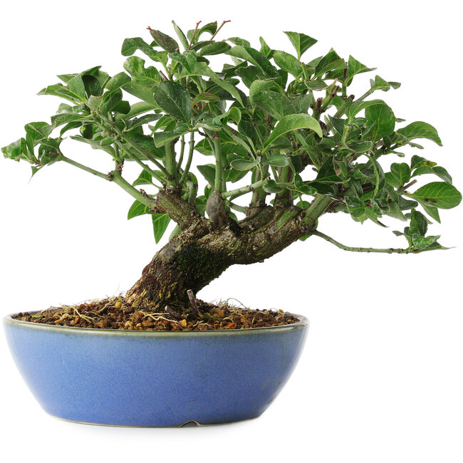 Euonymus alatus, 15 cm, ± 6 years old, hand-styled by Mario Komstra