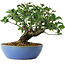 Euonymus alatus, 15 cm, ± 6 years old, hand-styled by Mario Komstra