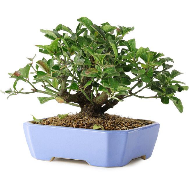 Euonymus alatus, 14,5 cm, ± 6 years old, hand-grown and styled by Mario Komsta in person