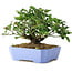 Euonymus alatus, 14,5 cm, ± 6 jaar oud, met de hand gestyled door Mario Komstra