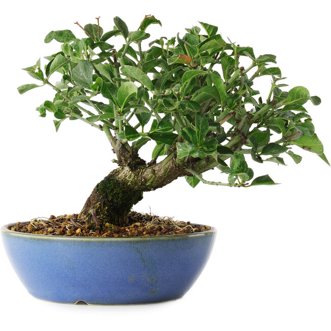 Euonymus alatus, 15 cm, ± 6 anni, coltivato e allestito esclusivamente da Mario Komsta in persona