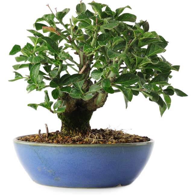 Euonymus alatus, 15 cm, ± 6 years old, exclusively grown and styled by Mario Komsta in person