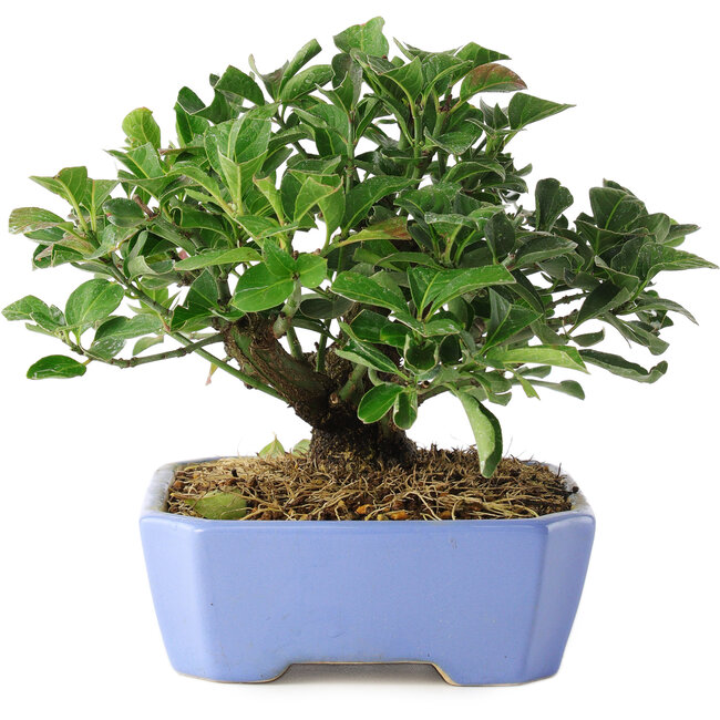 Euonymus alatus, 14,5 cm, ± 6 Jahre alt, von Hand gezüchtet und von Mario Komsta persönlich gestylt