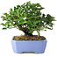 Euonymus alatus, 14,5 cm, ± 6 jaar oud, met de hand gestyled door Mario Komstra