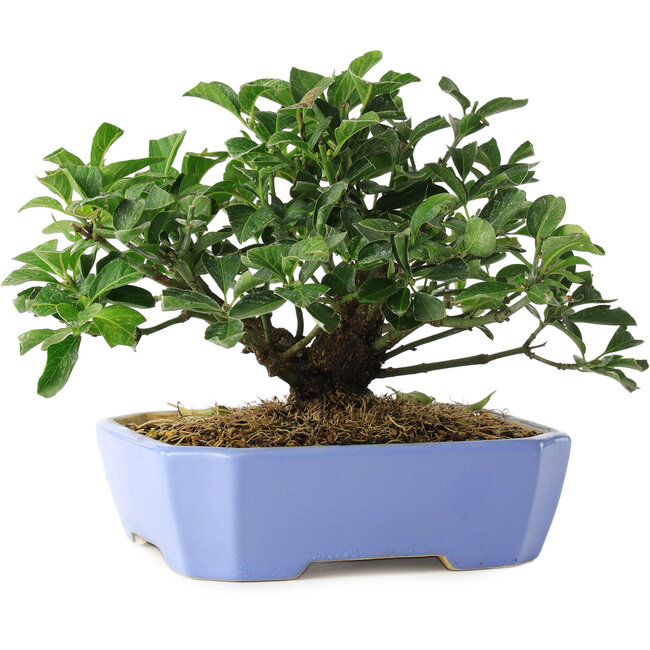 Euonymus alatus, 14,5 cm, ± 6 years old, hand-grown and styled by Mario Komsta in person