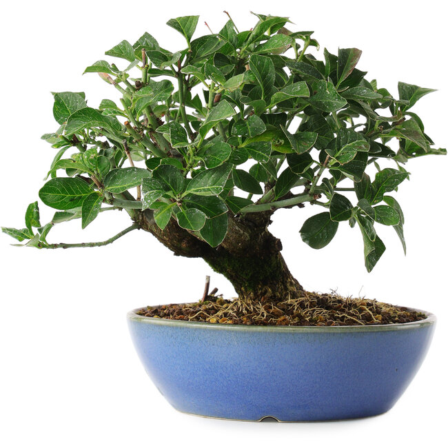 Euonymus alatus, 15 cm, ± 6 anni, coltivato e allestito esclusivamente da Mario Komsta in persona