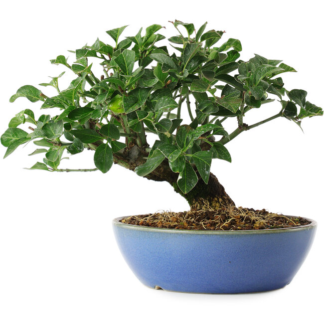 Euonymus alatus, 15 cm, ± 6 years old, exclusively grown and styled by Mario Komsta in person