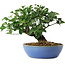 Euonymus alatus, 15 cm, ± 6 jaar oud, met de hand gestyled door Mario Komstra