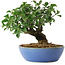 Euonymus alatus, 15 cm, ± 6 jaar oud, met de hand gestyled door Mario Komstra