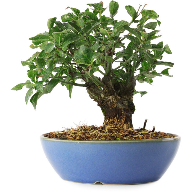 Euonymus alatus, 15 cm, ± 6 ans, cultivé et stylisé exclusivement par Mario Komsta en personne