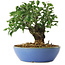 Euonymus alatus, 15 cm, ± 6 years old, exclusively grown and styled by Mario Komsta in person