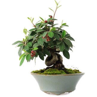  Mario Komsta Cotoneaster Horizontalis, 15 cm, ± 6 anni