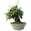 Cotoneaster horizontalis, 15 cm, ± 6 jaar oud, met de hand gestyled door Mario Komstra