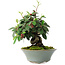 Cotoneaster horizontalis, 15 cm, ± 6 years old, hand-styled by Mario Komstra