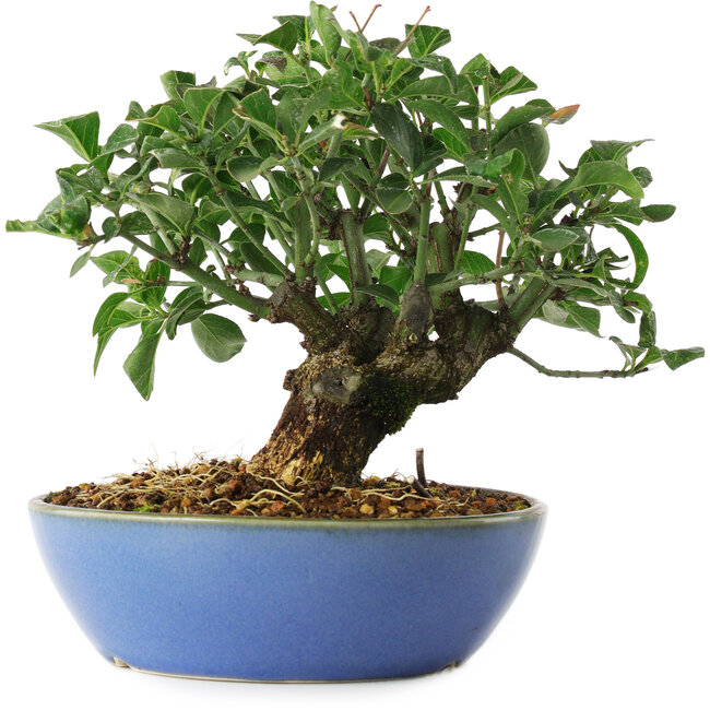 Euonymus alatus, 15 cm, ± 6 años, cultivado y diseñado exclusivamente por Mario Komsta en persona