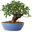 Euonymus alatus, 15 cm, ± 6 years old, hand-styled by Mario Komstra