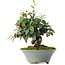 Cotoneaster horizontalis, 15 cm, ± 6 jaar oud, met de hand gestyled door Mario Komstra