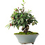 Cotoneaster horizontalis, 15 cm, ± 6 years old, hand-styled by Mario Komstra