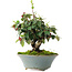 Cotoneaster horizontalis, 15 cm, ± 6 jaar oud, met de hand gestyled door Mario Komstra