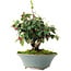 Cotoneaster horizontalis, 15 cm, ± 6 years old, hand-styled by Mario Komstra