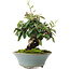 Cotoneaster horizontalis, 15 cm, ± 6 jaar oud, met de hand gestyled door Mario Komstra