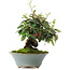 Cotoneaster horizontalis, 15 cm, ± 6 jaar oud, met de hand gestyled door Mario Komstra