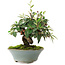 Cotoneaster horizontalis, 15 cm, ± 6 jaar oud, met de hand gestyled door Mario Komstra