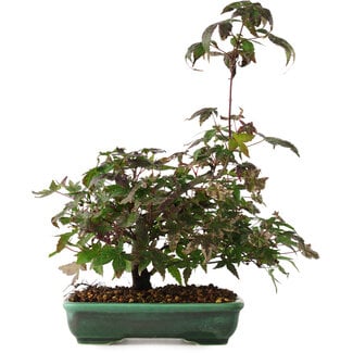  Mario Komsta Acer palmatum, 15 cm, ± 6 anni