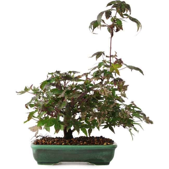 Acer palmatum, 15 cm, ± 6 años, estilizado a mano por Mario Komstra