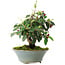 Cotoneaster horizontalis, 15 cm, ± 6 jaar oud, met de hand gestyled door Mario Komstra