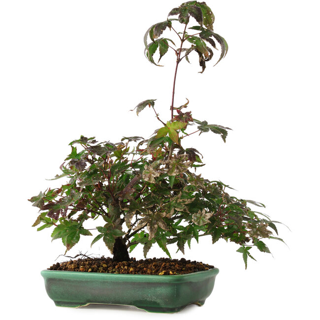 Acer palmatum, 15 cm, ± 6 años, directamente de las manos del maestro Mario Komsta, cultivado y estilizado personalmente