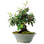 Cotoneaster horizontalis, 15 cm, ± 6 jaar oud, met de hand gestyled door Mario Komstra