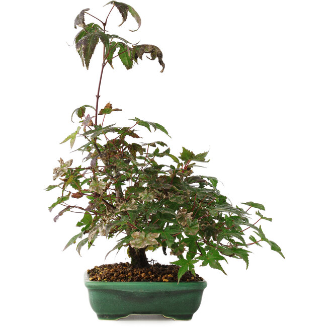 Acer palmatum, 15 cm, ± 6 jaar oud, rechtstreeks uit de handen van meester Mario Komsta, persoonlijk gekweekt en gestyled