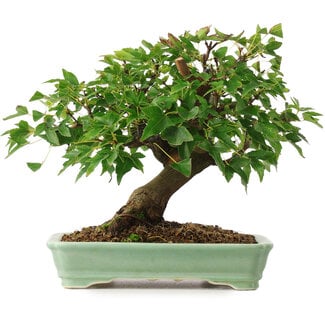  Mario Komsta Acer buergerianum, 19 cm, ± 6 anni