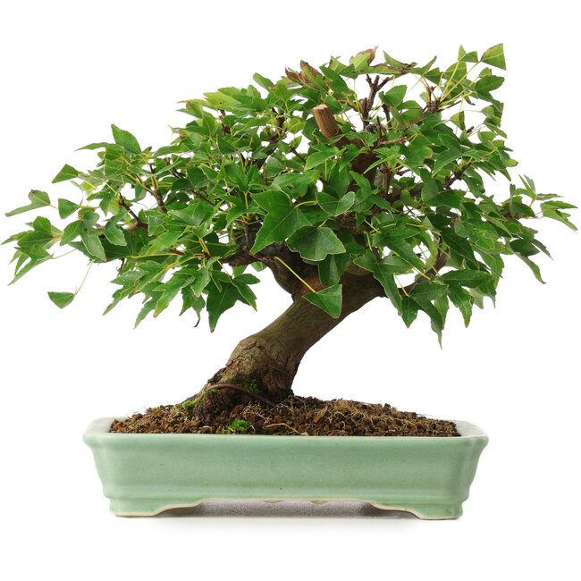 Acer buergerianum, 19 cm, ± 6 jaar oud, persoonlijk gekweekt en gevormd door Mario Komsta