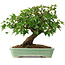Acer buergerianum, 19 cm, ± 6 jaar oud, persoonlijk gekweekt en gevormd door Mario Komsta