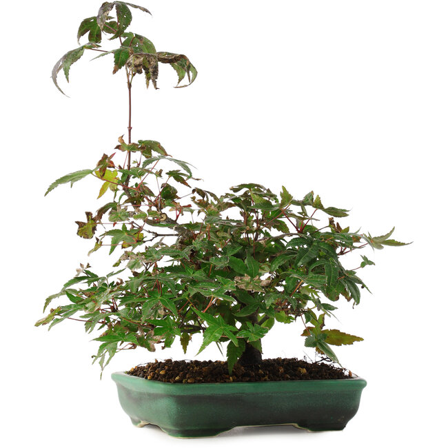 Acer palmatum, 15 cm, ± 6 jaar oud, rechtstreeks uit de handen van meester Mario Komsta, persoonlijk gekweekt en gestyled
