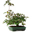 Acer palmatum, 15 cm, ± 6 jaar oud, rechtstreeks uit de handen van meester Mario Komsta, persoonlijk gekweekt en gestyled