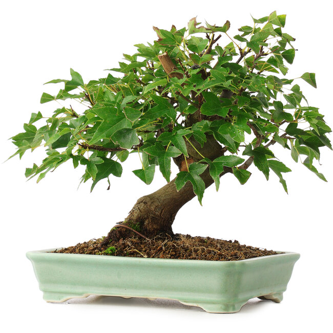 Acer buergerianum, 19 cm, ± 6 ans, cultivé et façonné personnellement par Mario Komsta