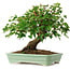 Acer buergerianum, 19 cm, ± 6 jaar oud, met de hand gestyled door Mario Komstra