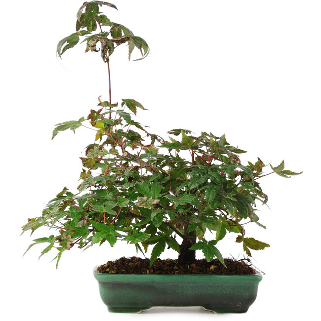 Acer palmatum, 15 cm, ± 6 ans, directement des mains du maître Mario Komsta, cultivé et stylisé personnellement