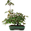 Acer palmatum, 15 cm, ± 6 jaar oud, rechtstreeks uit de handen van meester Mario Komsta, persoonlijk gekweekt en gestyled
