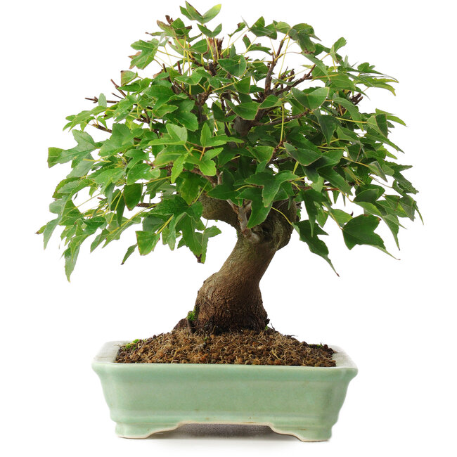 Acer buergerianum, 19 cm, ± 6 años, cultivado y moldeado personalmente por Mario Komsta