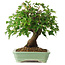 Acer buergerianum, 19 cm, ± 6 jaar oud, persoonlijk gekweekt en gevormd door Mario Komsta