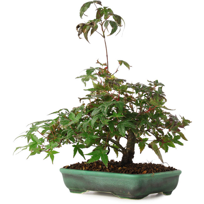 Acer palmatum, 15 cm, ± 6 ans, directement des mains du maître Mario Komsta, cultivé et stylisé personnellement