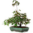 Acer palmatum, 15 cm, ± 6 jaar oud, met de hand gestyled door Mario Komstra