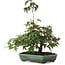 Acer palmatum, 15 cm, ± 6 years old, hand-styled by Mario Komstra