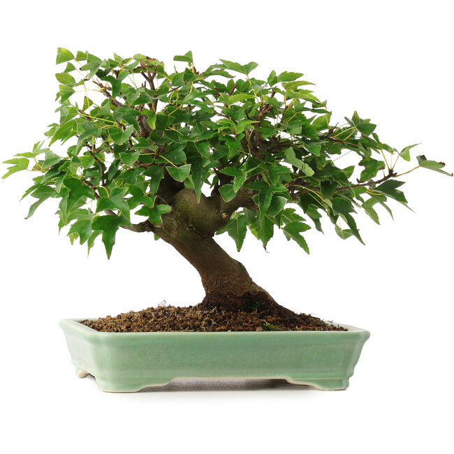 Acer buergerianum, 19 cm, ± 6 Jahre alt, persönlich gezüchtet und geformt von Mario Komsta