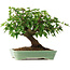Acer buergerianum, 19 cm, ± 6 anni, coltivato e modellato personalmente da Mario Komsta