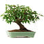 Acer buergerianum, 19 cm, ± 6 jaar oud, met de hand gestyled door Mario Komstra